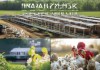 鸡场管理方案，全面科学、可持续发展与管理