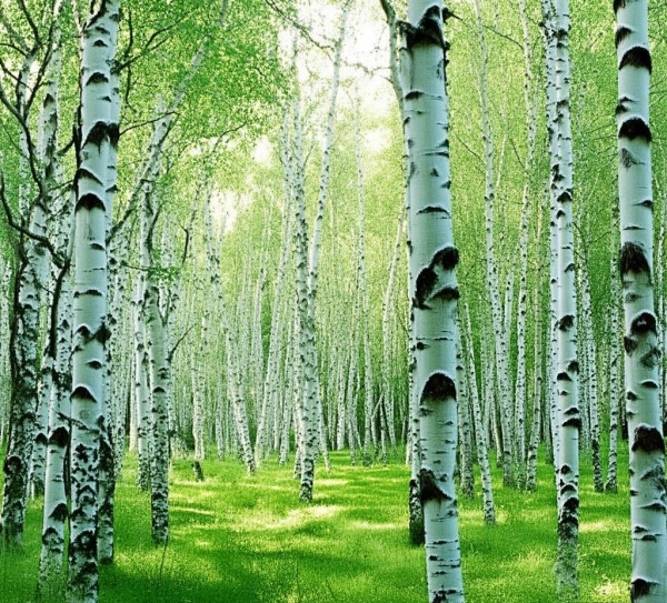 白桦林，赣州绿色未来